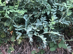 Lathyrus jepsonii jepsonii