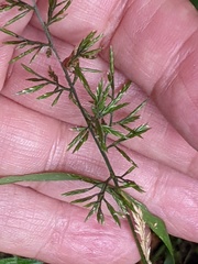 Catapodium rigidum majus