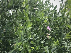 Lathyrus jepsonii jepsonii