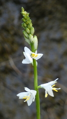 Anthericum baeticum