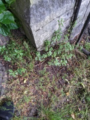 Catapodium rigidum majus