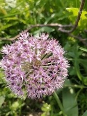 Allium hollandicum