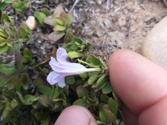 Ruellia pilosa
