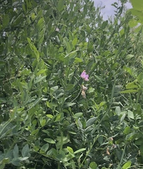 Lathyrus jepsonii jepsonii