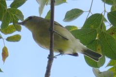 Vireo crassirostris
