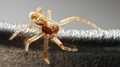 Philodromus dispar