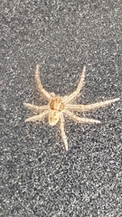 Philodromus dispar