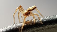 Philodromus dispar