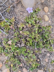 Ruellia pilosa