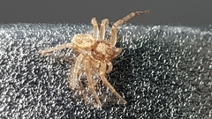 Philodromus dispar