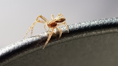 Philodromus dispar