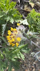 Anthyllis vulneraria