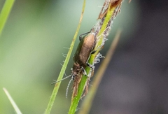 Plateumaris discolor