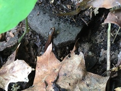 Plethodontinae