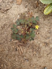 Oxalis