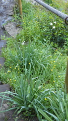 Anthericum baeticum