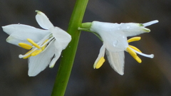 Anthericum baeticum