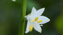 Anthericum baeticum
