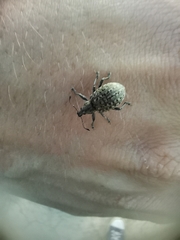 Liophloeus tessulatus