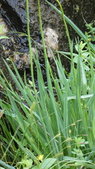Anthericum baeticum