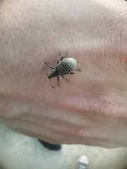 Liophloeus tessulatus