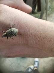 Liophloeus tessulatus