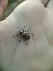 Liophloeus tessulatus