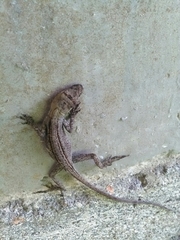Anolis antonii