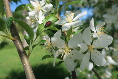 Cryptocephalus cordiger