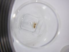 Salticidae