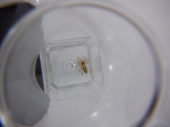 Salticidae