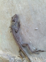 Anolis antonii