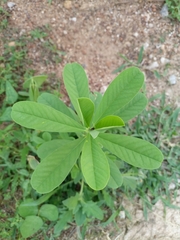 Crotalaria