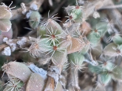 Image of Trichodiadema burgeri by (c) kevin koen, some rights reserved (CC BY-SA)