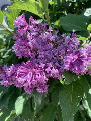 Syringa josikaea