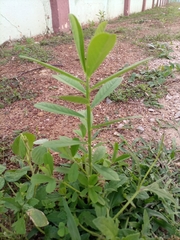 Crotalaria