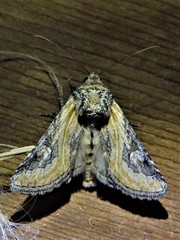 Crimona pallimedia