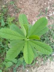 Crotalaria