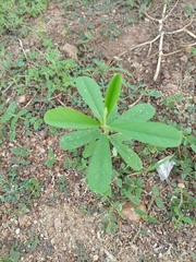 Crotalaria