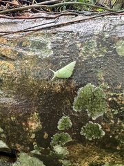 Leiostracus perlucidus