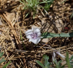 Calochortus tolmiei