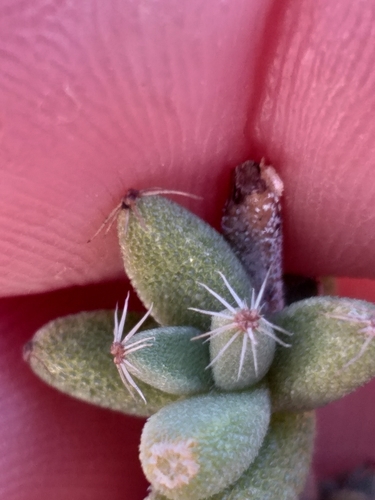 Image of Trichodiadema burgeri by (c) kevin koen, some rights reserved (CC BY-SA)