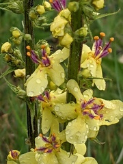 Verbascum nigrum