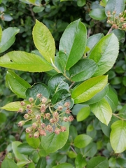 Aronia mitschurinii