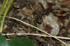 Zachaeus crista