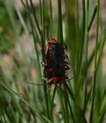 Cantharis rustica