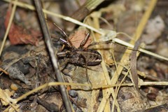 Zachaeus crista