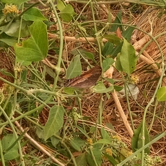 Charaxes viola viola
