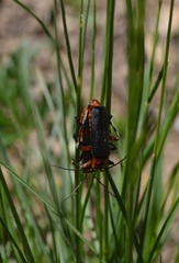 Cantharis rustica