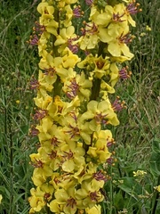 Verbascum nigrum